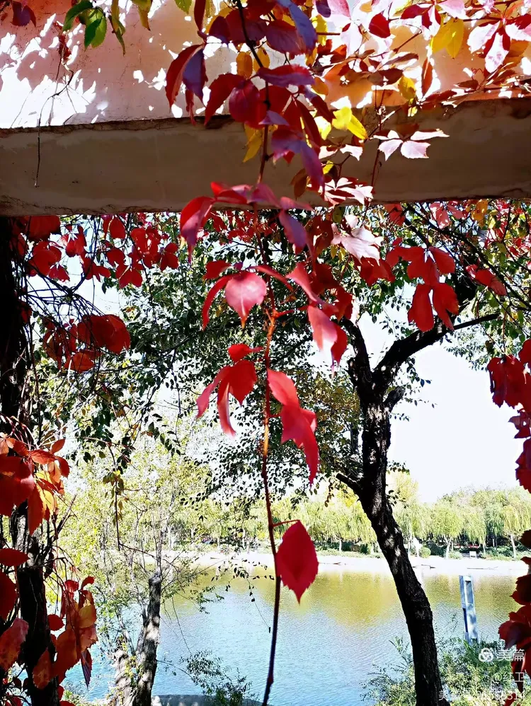 自古逢秋悲寂寥,我言秋日胜春朝